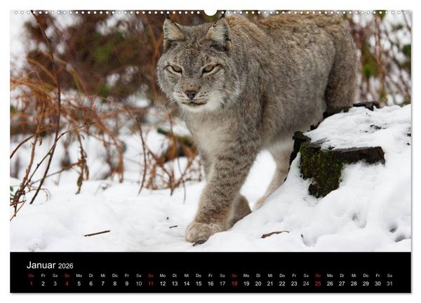 Produktbild: Der Luchs (hochwertiger Premium Wandkalender 2026 DIN A2 quer), Kunstdruck in Hochglanz