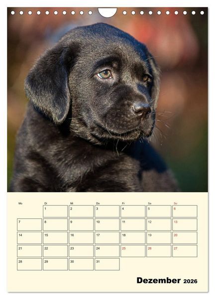 Produktbild: Familienplaner - Labrador Welpen entdecken die Welt (Wandkalender 2026 DIN A4 hoch), CALVENDO Monatskalender
