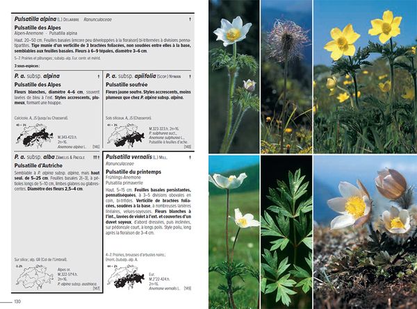 Produktbild: Flora Helvetica - Flore illustr&eacute;e de Suisse