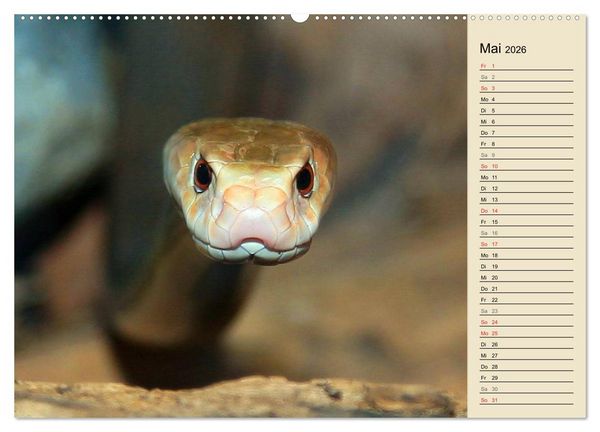 Produktbild: Gef&auml;hrliche Schlangen (Wandkalender 2026 DIN A2 quer), CALVENDO Monatskalender