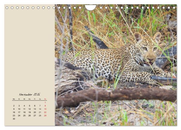 Produktbild: Leoparden. Geschmeidig, kr&auml;ftig und klug (Wandkalender 2026 DIN A4 quer), CALVENDO Monatskalender