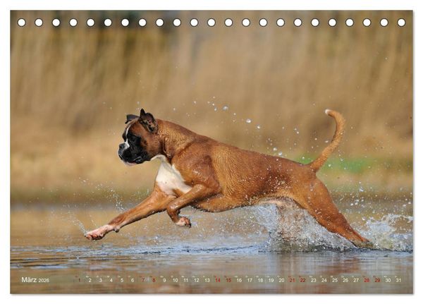 Produktbild: Gut - besser - Boxer (Tischkalender 2026 DIN A5 quer), CALVENDO Monatskalender
