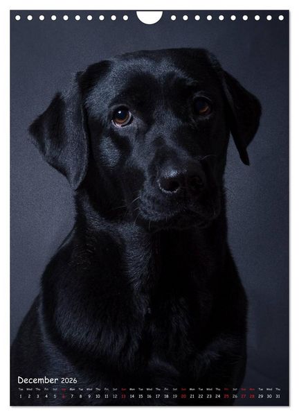 Produktbild: Dogs in Style (Wall Calendar 2026 DIN A4 portrait), CALVENDO 12 Month Wall Calendar