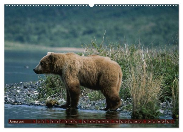 Produktbild: B&auml;ren. Unterwegs mit Meister Petz (hochwertiger Premium Wandkalender 2026 DIN A2 quer), Kunstdruck in Hochglanz