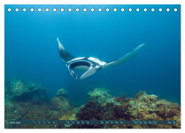Produktbild: Tauchen, Fische und Meer (Tischkalender 2026 DIN A5 quer), CALVENDO Monatskalender