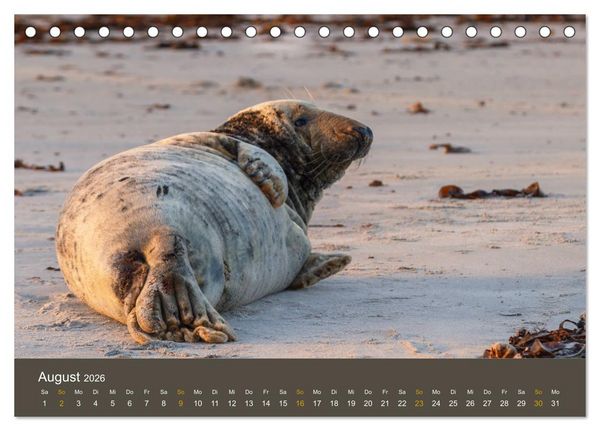 Produktbild: Robben auf der Helgol&auml;nder D&uuml;ne (Tischkalender 2026 DIN A5 quer), CALVENDO Monatskalender