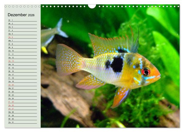 Produktbild: Knallbunte Wasserwelt. Die Welt der Fische (Wandkalender 2026 DIN A3 quer), CALVENDO Monatskalender