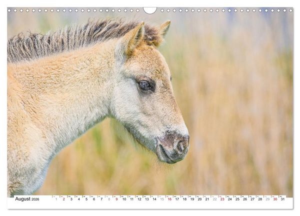 Produktbild: Ein Herz f&uuml;r Wildpferde (Wandkalender 2026 DIN A3 quer), CALVENDO Monatskalender
