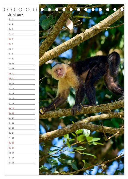 Produktbild: Costa Rica - Magische Tiere des Regenwaldes (Tischkalender 2027 DIN A5 hoch), CALVENDO Monatskalender