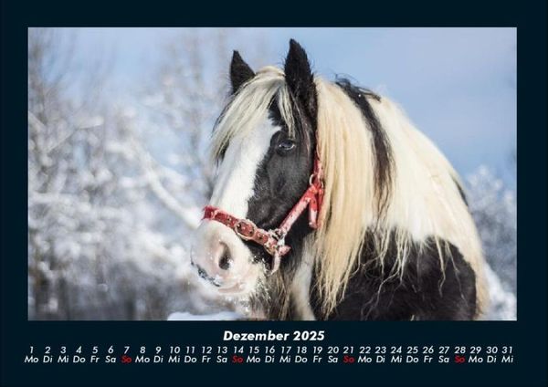 Produktbild: Pferdegefl&uuml;ster 2025 Fotokalender DIN A4