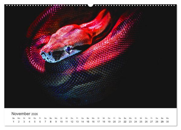Produktbild: Reptilien - Tierische Farbenpracht (hochwertiger Premium Wandkalender 2026 DIN A2 quer), Kunstdruck in Hochglanz