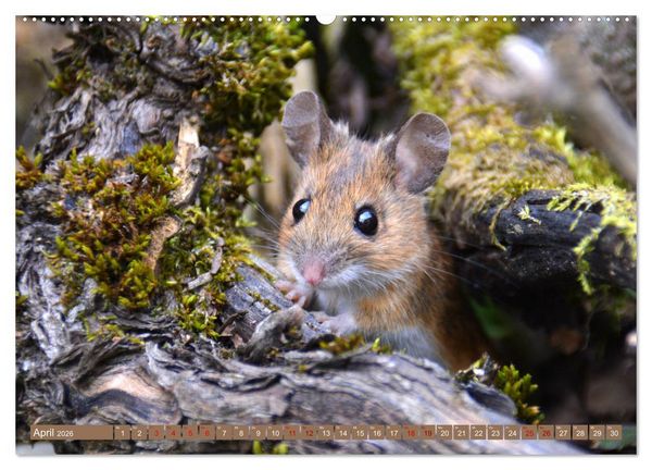 Produktbild: Gr&uuml;sse von der Maus! (hochwertiger Premium Wandkalender 2026 DIN A2 quer), Kunstdruck in Hochglanz