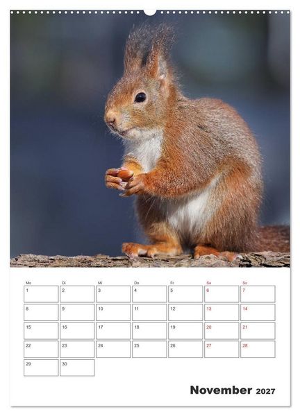 Produktbild: Eichh&ouml;rnchen Luna (Wandkalender 2027 DIN A2 hoch), CALVENDO Monatskalender