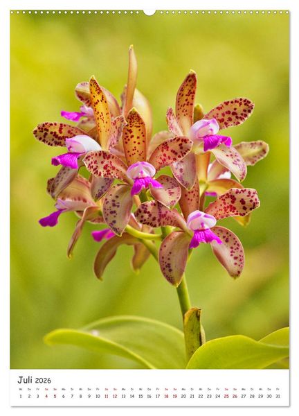 Produktbild: Die sch&ouml;nsten Cattleyen (Wandkalender 2026 DIN A2 hoch), CALVENDO Monatskalender