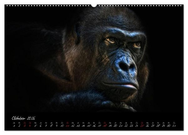 Produktbild: Gorilla (Wandkalender 2026 DIN A2 quer), CALVENDO Monatskalender