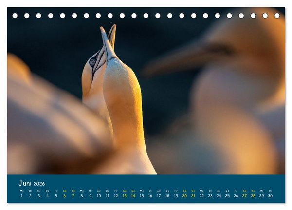 Produktbild: Helgol&auml;nder Basst&ouml;lpel 2026 (Tischkalender 2026 DIN A5 quer), CALVENDO Monatskalender