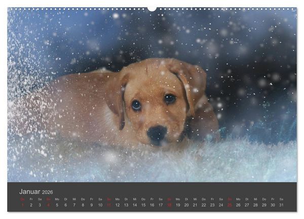 Produktbild: HUNDE LEBEN IST BUNT (Wandkalender 2026 DIN A2 quer), CALVENDO Monatskalender