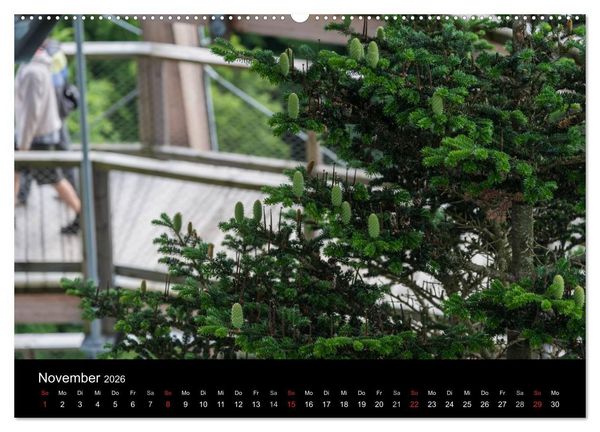 Produktbild: Bayerischer Wald (Wandkalender 2026 DIN A2 quer), CALVENDO Monatskalender