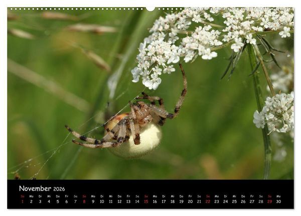 Produktbild: Heimische Spinnen (hochwertiger Premium Wandkalender 2026 DIN A2 quer), Kunstdruck in Hochglanz