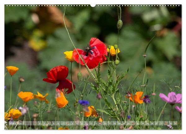 Produktbild: Mohn (hochwertiger Premium Wandkalender 2026 DIN A2 quer), Kunstdruck in Hochglanz