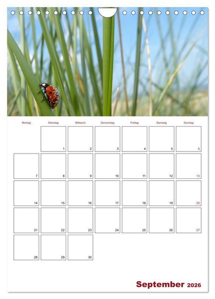 Produktbild: Marienk&auml;fergl&uuml;ck (Wandkalender 2026 DIN A4 hoch), CALVENDO Monatskalender