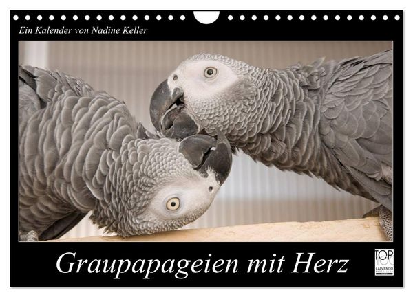 Produktbild: Graupapageien mit Herz (Wandkalender 2026 DIN A4 quer), CALVENDO Monatskalender