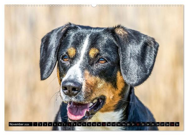 Produktbild: Entlebucher Sennenhund - treue Freunde (Wandkalender 2026 DIN A2 quer), CALVENDO Monatskalender