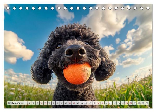 Produktbild: Lieblingshund Pudel (Tischkalender 2027 DIN A5 quer), CALVENDO Monatskalender