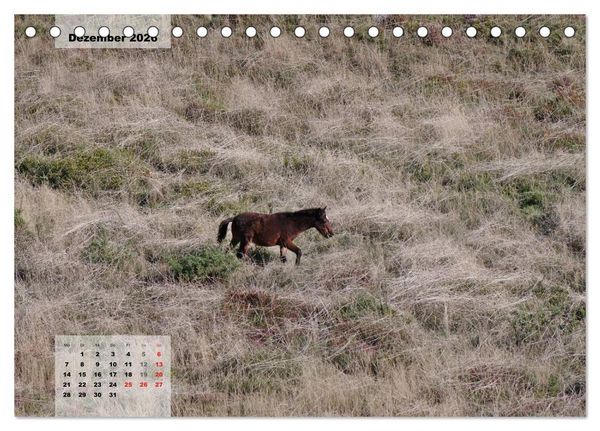 Produktbild: Nordportugal - Heimat der letzten wilden Pferde (Tischkalender 2026 DIN A5 quer), CALVENDO Monatskalender