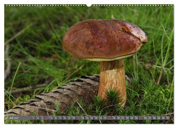 Produktbild: PILZE IM WALD (Wandkalender 2027 DIN A2 quer), CALVENDO Monatskalender