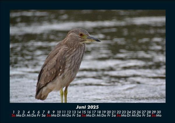 Produktbild: Vogelparadies 2025 Fotokalender DIN A5