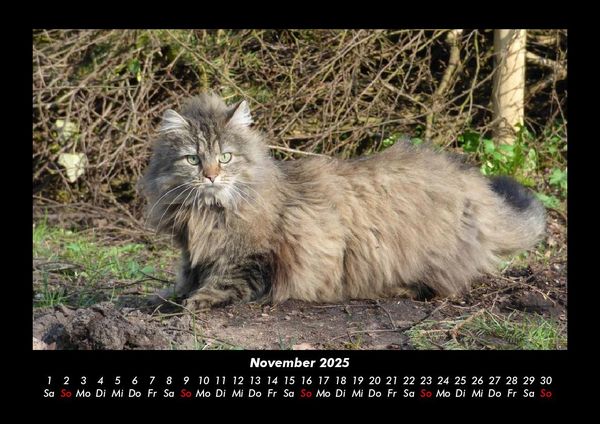 Produktbild: F&uuml;r Katzenfreunde 2025 Fotokalender DIN A3