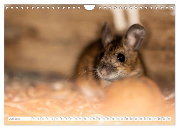 Produktbild: Die Maus im Vogelhaus (Wandkalender 2026 DIN A4 quer), CALVENDO Monatskalender