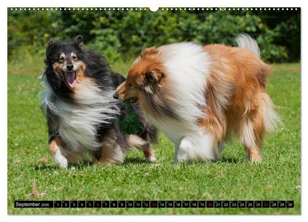 Produktbild: Collie - Mein bester Freund (Wandkalender 2026 DIN A2 quer), CALVENDO Monatskalender