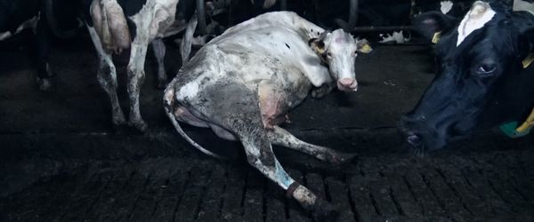 Produktbild: Food for Profit