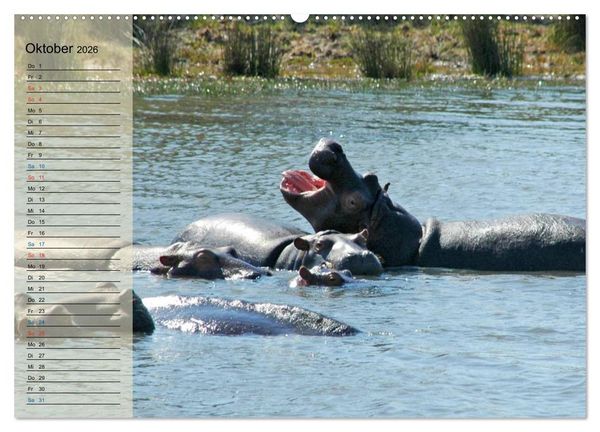 Produktbild: S&uuml;d Afrika - vom Kr&uuml;ger Nationalpark bis nach Kapstadt (hochwertiger Premium Wandkalender 2026 DIN A2 quer), Kunstdruck in Hochglanz