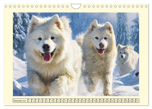 Produktbild: Flauschige Samojeden. Zauberhafte Wolken auf vier Pfoten (Wandkalender 2026 DIN A4 quer), CALVENDO Monatskalender