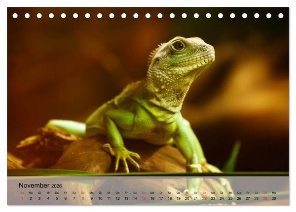 Produktbild: Kleine Reptilien (Tischkalender 2026 DIN A5 quer), CALVENDO Monatskalender