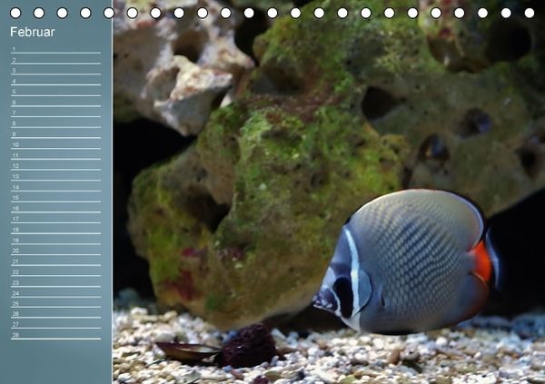 Produktbild: Bunte Riffbewohner - Fische, Anemonen und noch viel mehr (Tischkalender immerw&auml;hrend DIN A5 quer)
