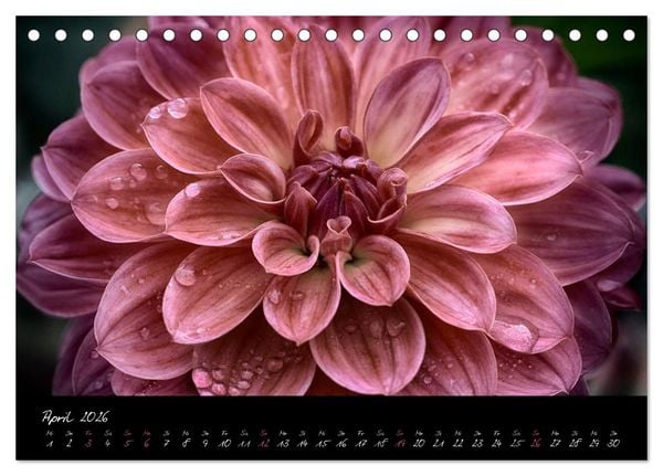Produktbild: Floral Portraits - Blumen Impression (Tischkalender 2026 DIN A5 quer), CALVENDO Monatskalender