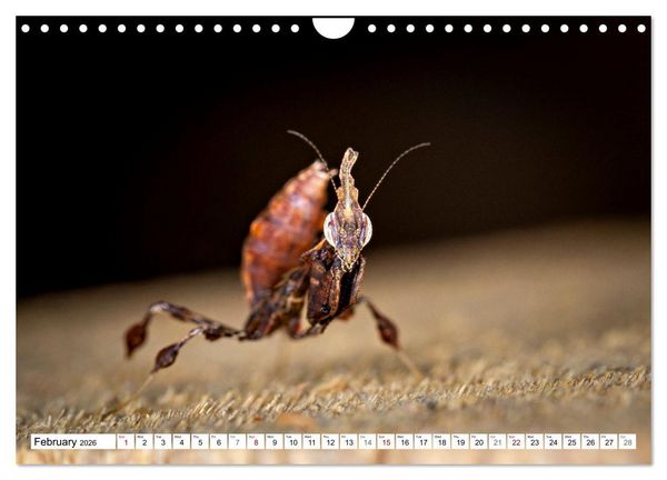 Produktbild: Queens of the Insect World (Wall Calendar 2026 DIN A4 landscape), CALVENDO 12 Month Wall Calendar