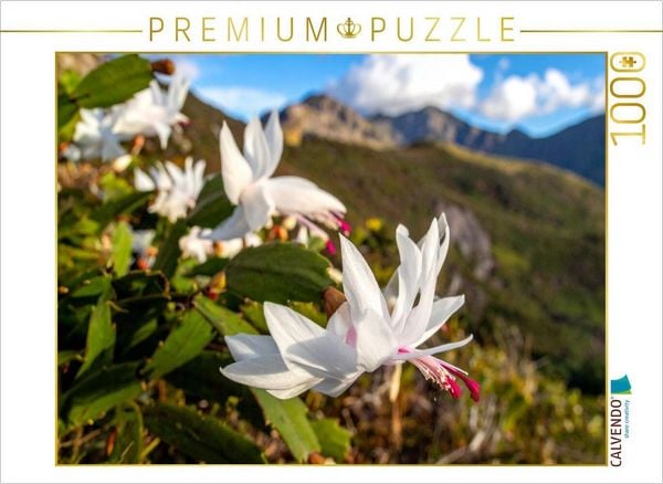 CALVENDO Puzzle Schlumbergera - Weihnachtskaktus in natürlicher Umgebung | 1000 Teile Lege-Größe 64x48cm Foto-Puzzle für glückliche Stunden