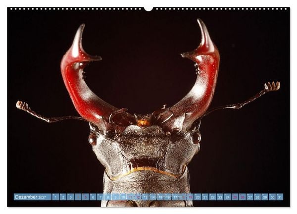 Produktbild: INSEKTENGESICHTER (Wandkalender 2027 DIN A2 quer), CALVENDO Monatskalender