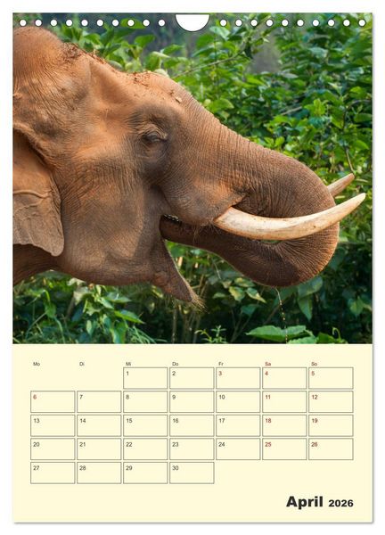 Produktbild: ELEFANTEN - Asiens graue Riesen (Wandkalender 2026 DIN A4 hoch), CALVENDO Monatskalender