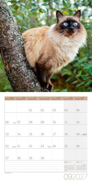 Produktbild: Katzen Kalender 2027 - 30x30 - Art12