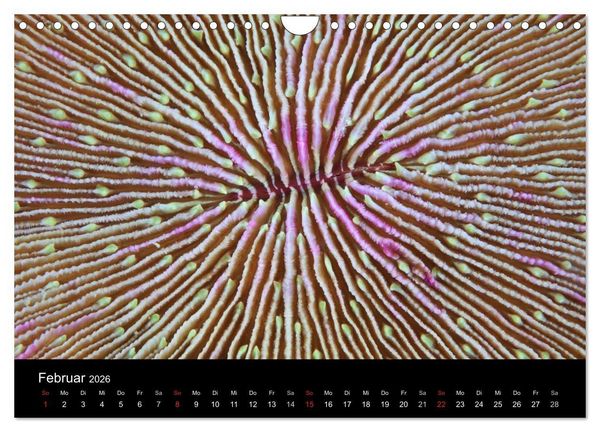 Produktbild: Magische Unterwasserwelten (Wandkalender 2026 DIN A4 quer), CALVENDO Monatskalender