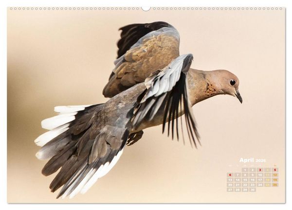 Produktbild: Tauben: vielfarbiges Gefieder und pr&auml;chtige Federkrone (hochwertiger Premium Wandkalender 2026 DIN A2 quer), Kunstdruck in Hochglanz