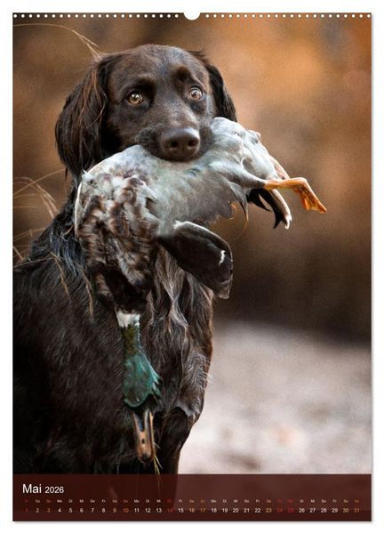 Produktbild: Deutsch Langhaar Butz - Jagdhund mit Passion und Herzblut (Wandkalender 2026 DIN A2 hoch), CALVENDO Monatskalender
