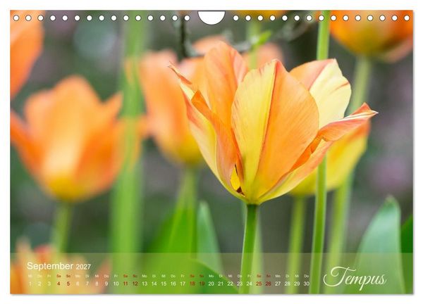 Produktbild: Tulipa et Verba &ndash; Tulpenbl&uuml;ten und stille W&ouml;rter (Wandkalender 2027 DIN A4 quer), CALVENDO Monatskalender