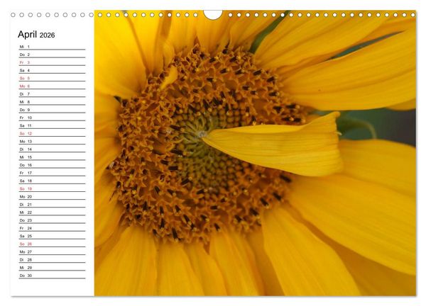 Produktbild: Sonnenblumen Impressionen (Wandkalender 2026 DIN A3 quer), CALVENDO Monatskalender